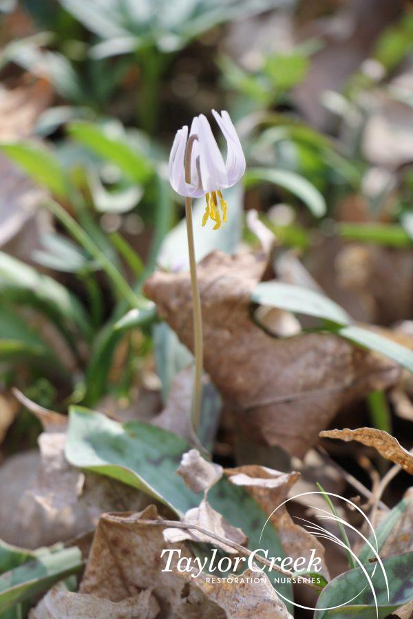 Trout lily (Erythronium albidum)