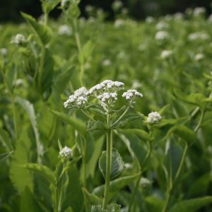 Common boneset (Eupatorium perfoliatum)