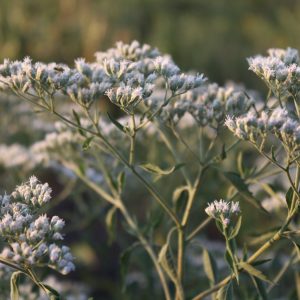 Late boneset (Eupatorium serotinum)