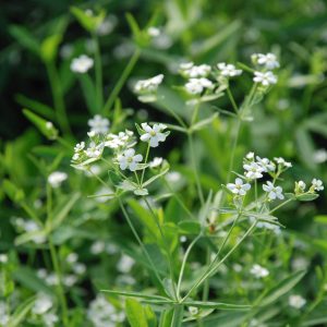 Flowering spurge (Euphorbia corollata)