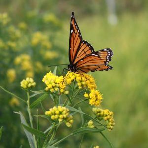 Grass-leaved goldenrod (Euthamia graminifolia)