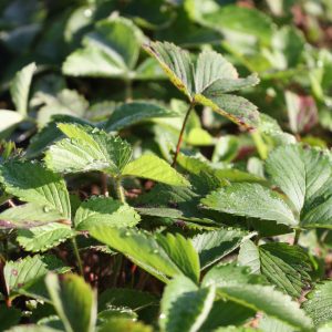 Wild strawberry (Fragaria virginiana)