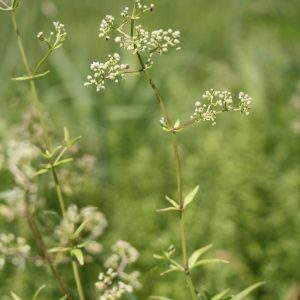 Northern bedstraw (Galium boreale)