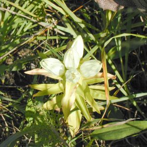 Cream gentian (Gentiana alba)