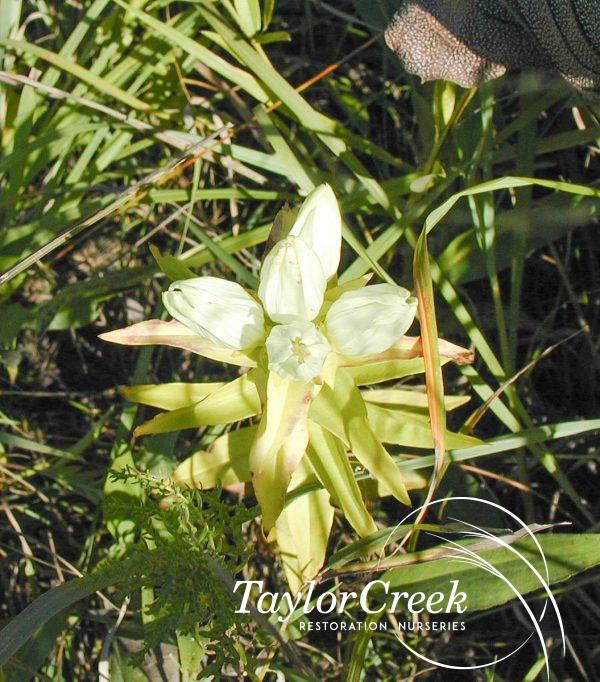Cream gentian (Gentiana alba)