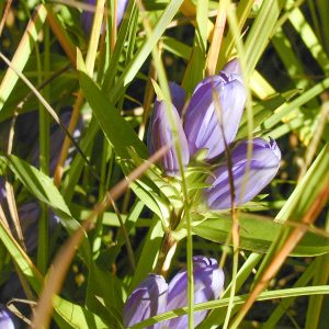 Bottle gentian (Gentiana andrewsii)