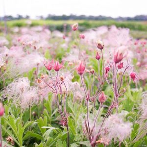 Prairie smoke (Geum triflorum)