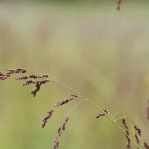 Fowl manna grass (Glyceria striata)