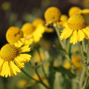 Dogtooth daisy (Helenium autumnale)