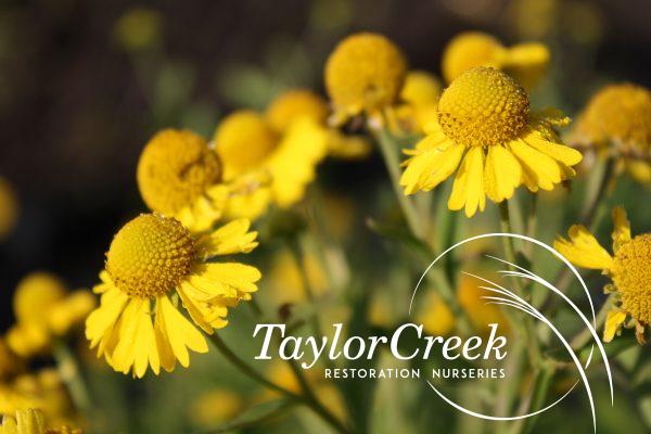 Dogtooth daisy (Helenium autumnale)