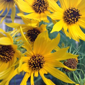 Willow leaved sunflower (Helianthus salicifolius)