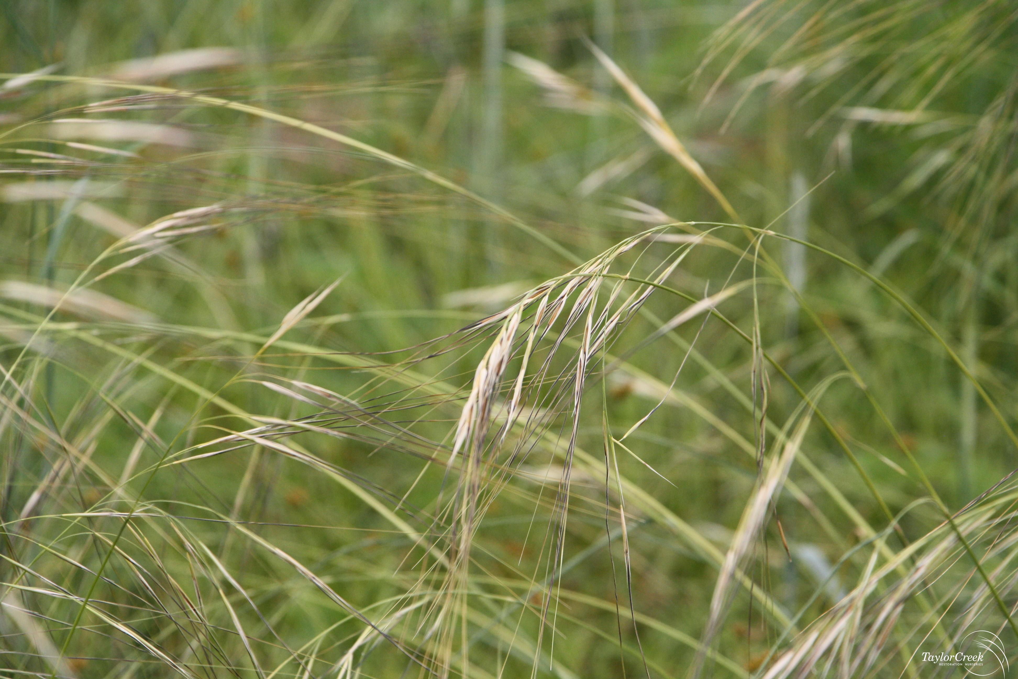 Needle grass (Hesperostipa spartea) - Taylor Creek Restoration Nurseries