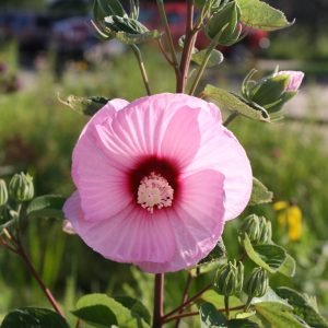 Halberd-leaf rose mallow (Hibiscus laevis)