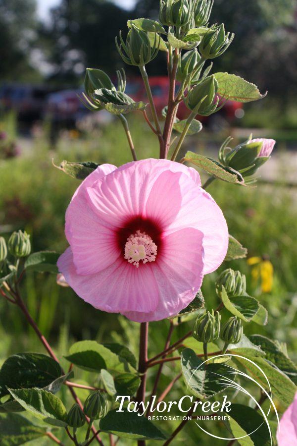 Halberd-leaf rose mallow (Hibiscus laevis)