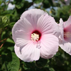 Rose mallow (Hibiscus lasiocarpos)