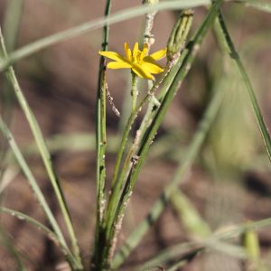 Yellow star grass (Hypoxis hirsuta)