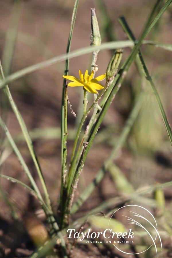 Yellow star grass (Hypoxis hirsuta)