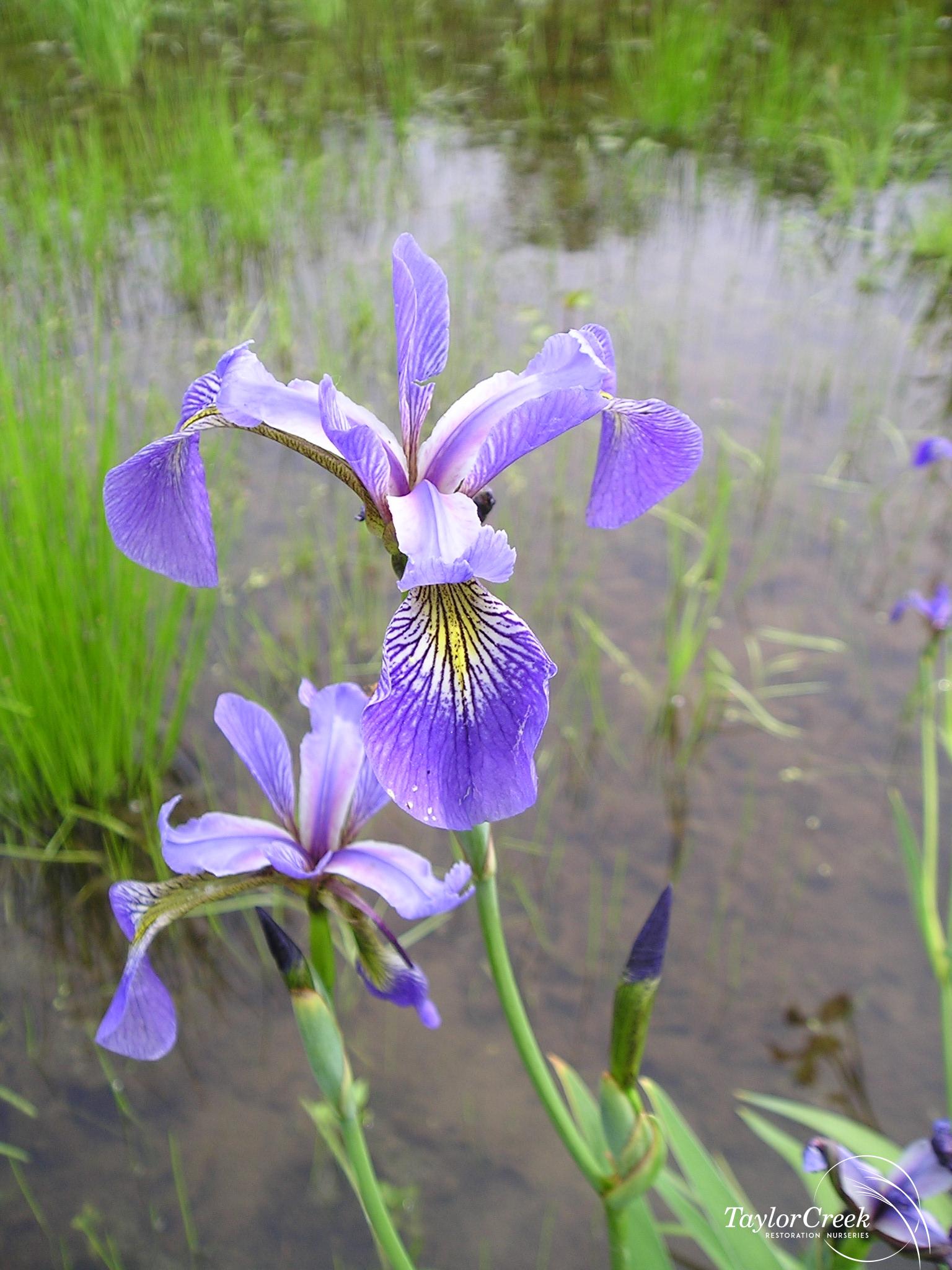 Blue Flag Iris