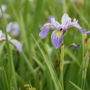 Blue flag iris (Iris virginica shrevei)