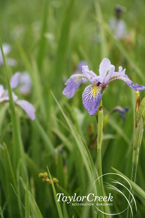 Blue flag iris (Iris virginica shrevei)