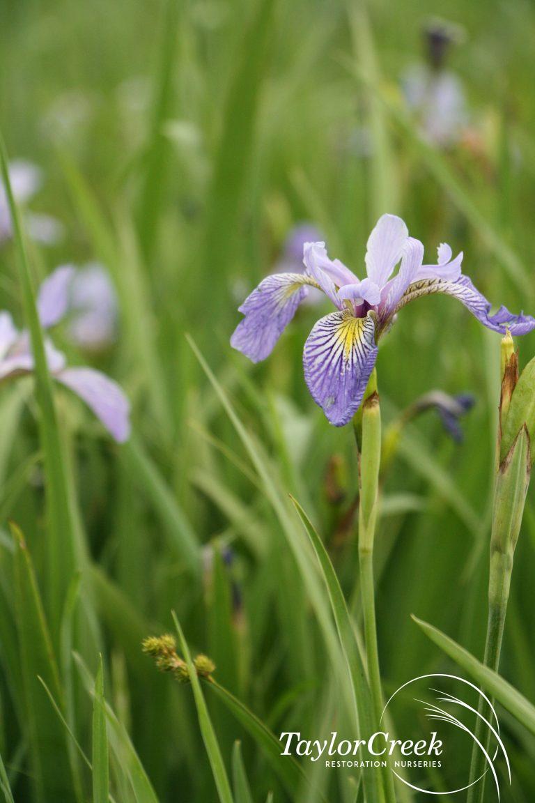 Blue flag iris (Iris virginica shrevei) Taylor Creek Restoration
