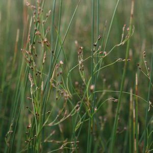 Northern rush (Juncus arcticus littoralis)