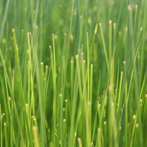 Common rush (Juncus effusus)