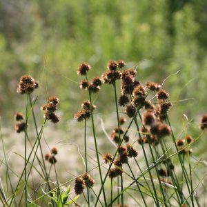 Torrey's rush (Juncus torreyi)