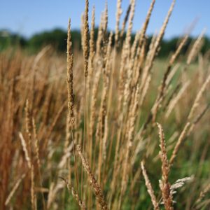 June grass (Koeleria macrantha)