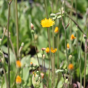 Dwarf dandelion (Krigia biflora)