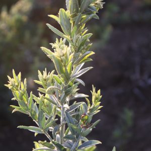 Round-headed bush clover (Lespedeza capitata)