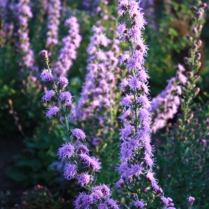 Rough blazing star (Liatris aspera)