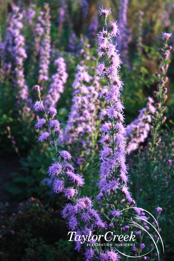 Rough blazing star (Liatris aspera)