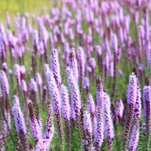 Prairie blazing star (Liatris pycnostachya)