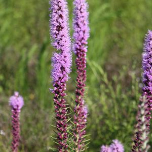 Marsh blazing star (Liatris spicata)