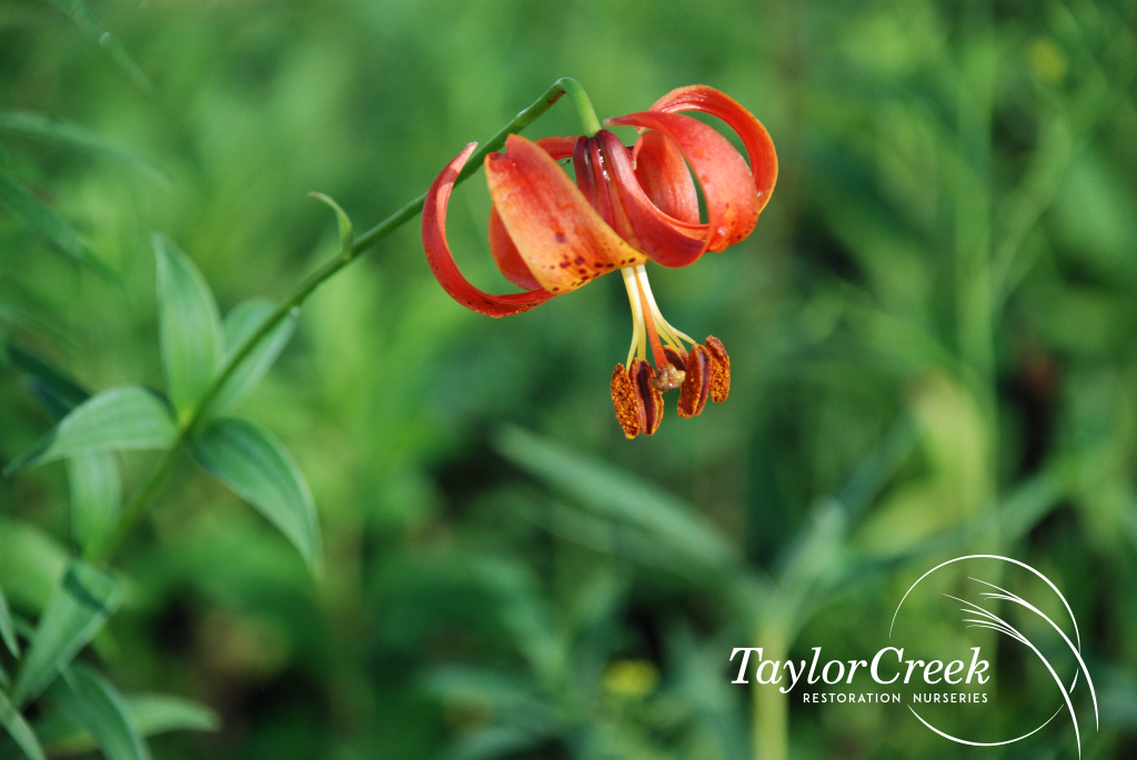 Lilium-michiganense-1024x685.png