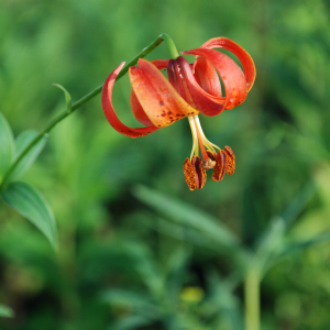 Turk's cap lily (Lilium michiganense)