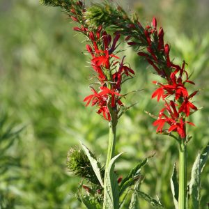 Cardinal flower (Lobelia cardinalis)