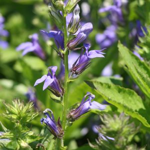 Great blue lobelia (Lobelia siphilitica)