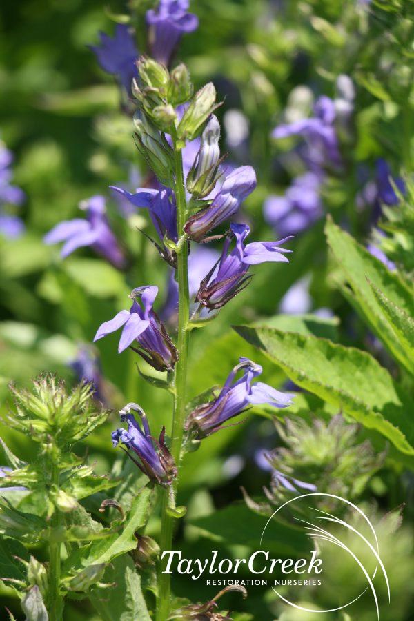 Great blue lobelia (Lobelia siphilitica) Taylor Creek Restoration Nurseries Great blue lobelia (Lobelia siphilitica) Taylor Creek Restoration Nurseries