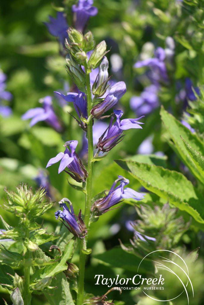 Great blue lobelia (Lobelia siphilitica) Taylor Creek Restoration