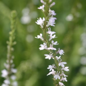 Spiked blue lobelia (Lobelia spicata)