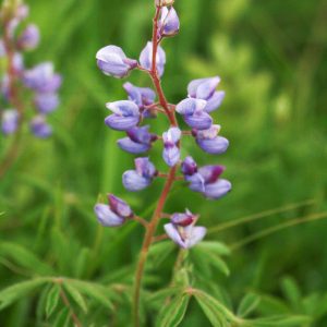 Wild lupine (Lupinus perennis)