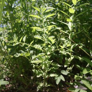 Water horehound (Lycopus americanus)
