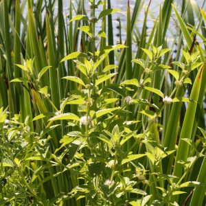 Wild mint (Mentha arvensis)