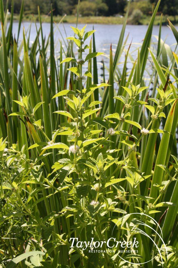 Wild mint (Mentha arvensis)