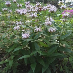 Bee balm, horsemint (Monarda bradburiana)
