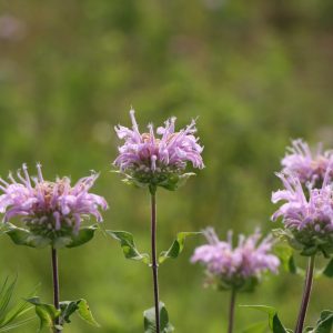 Wild bergamot (Monarda fistulosa)