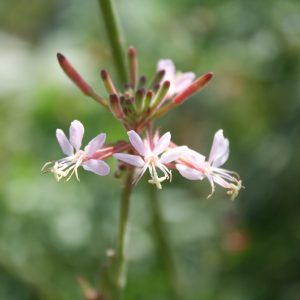 Biennual beeblossom (Oenothera gaura)