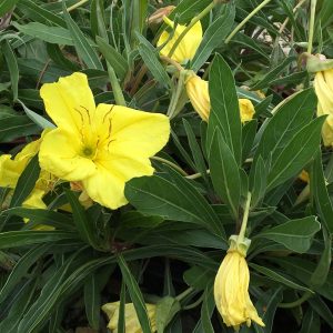 Bigfruit evening primrose (Oenothera macrocarpa)